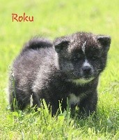Roku Go