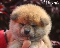 R'Diana 