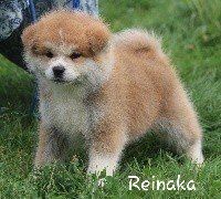 Reinaka 