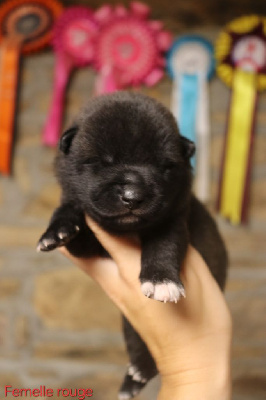 CHIOT