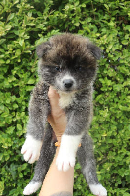 CHIOT