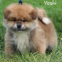R'Yoshi