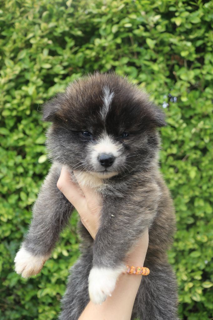 Des Fideles Akita Ken - Chiots disponibles - Akita