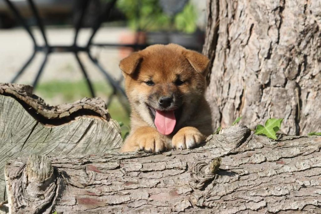 Des Fideles Akita Ken - Shiba - Portée née le 27/05/2021