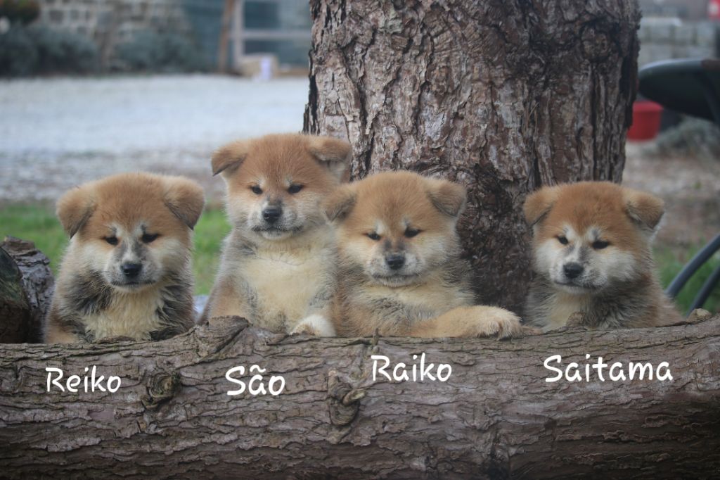 Des Fideles Akita Ken - Akita - Portée née le 09/12/2020