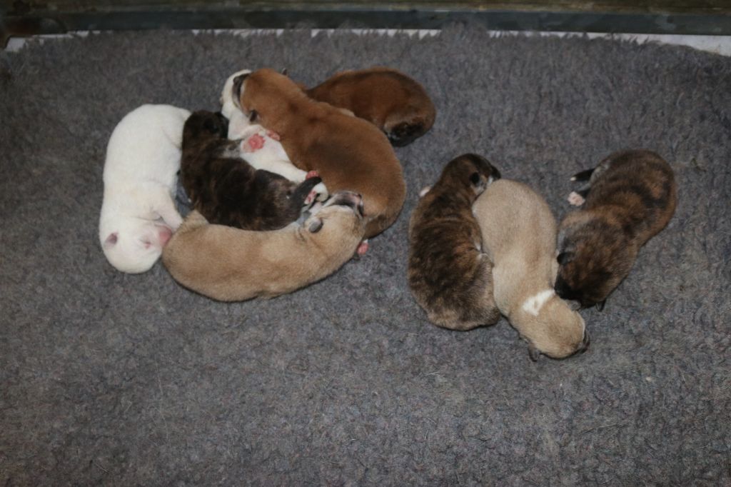 Chiot Akita Des Fideles Akita Ken