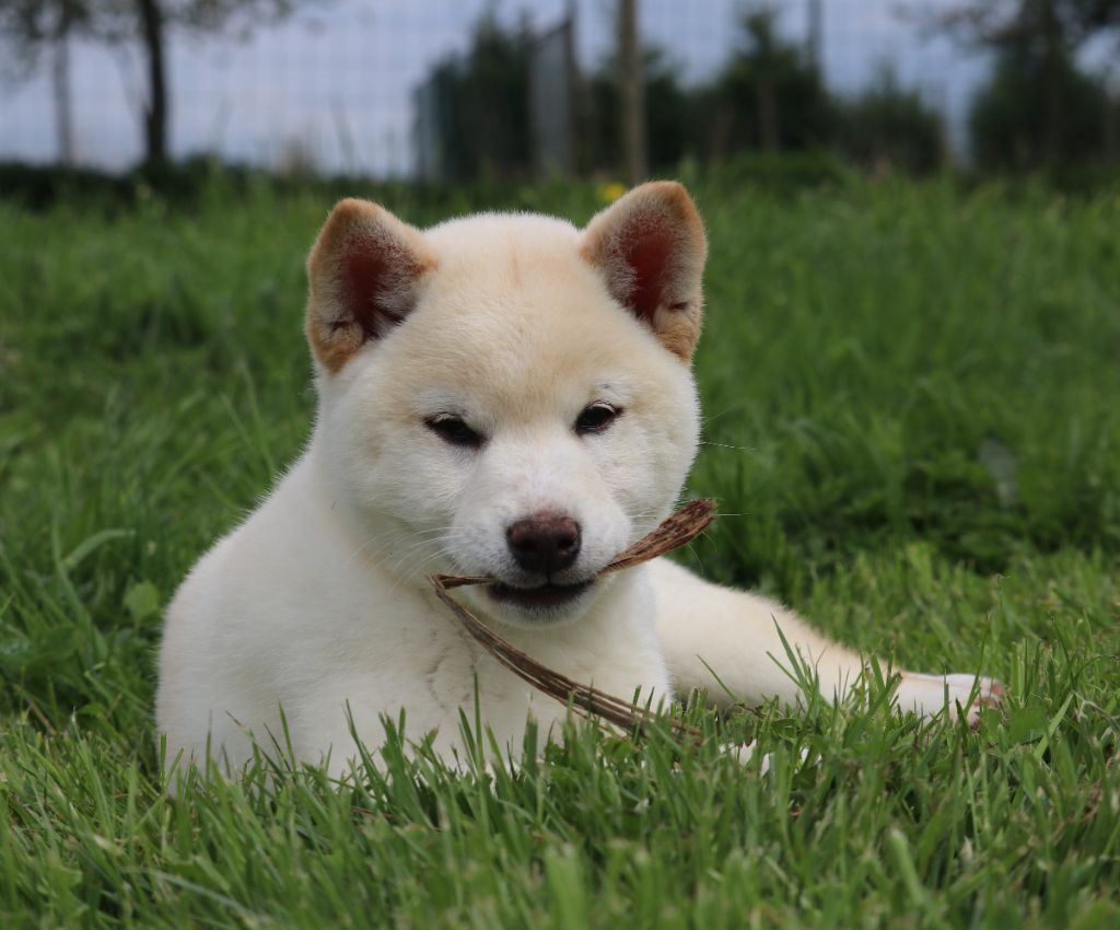 Des Fideles Akita Ken - Chiots disponibles - Shiba