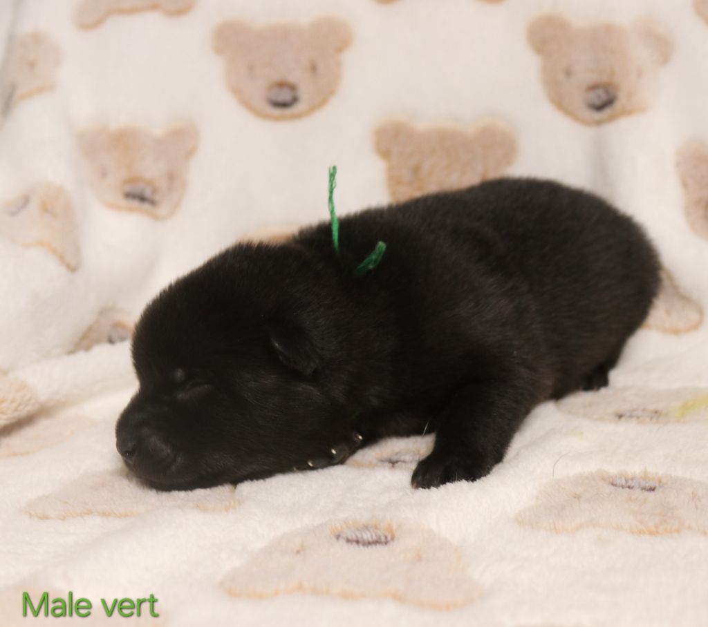 Des Fideles Akita Ken - Chiots disponibles - Kai
