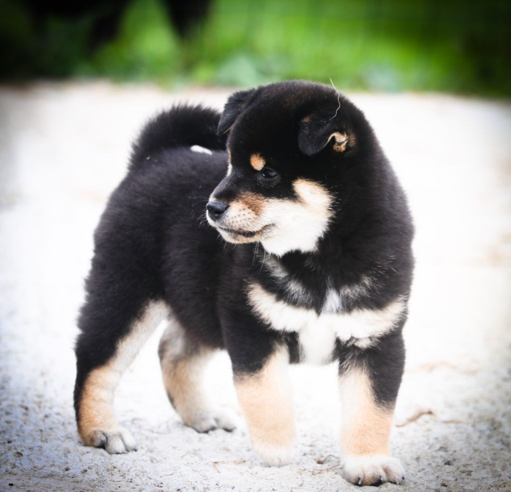 Des Fideles Akita Ken - Shiba - Portée née le 09/08/2023