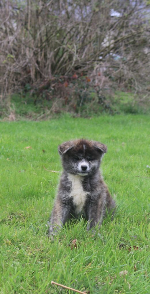 Des Fideles Akita Ken - Chiots disponibles - Akita