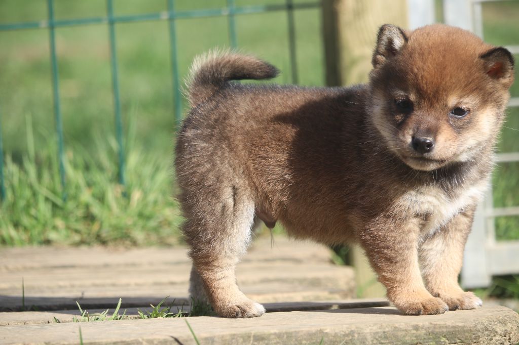 Des Fideles Akita Ken - Shiba - Portée née le 20/01/2023