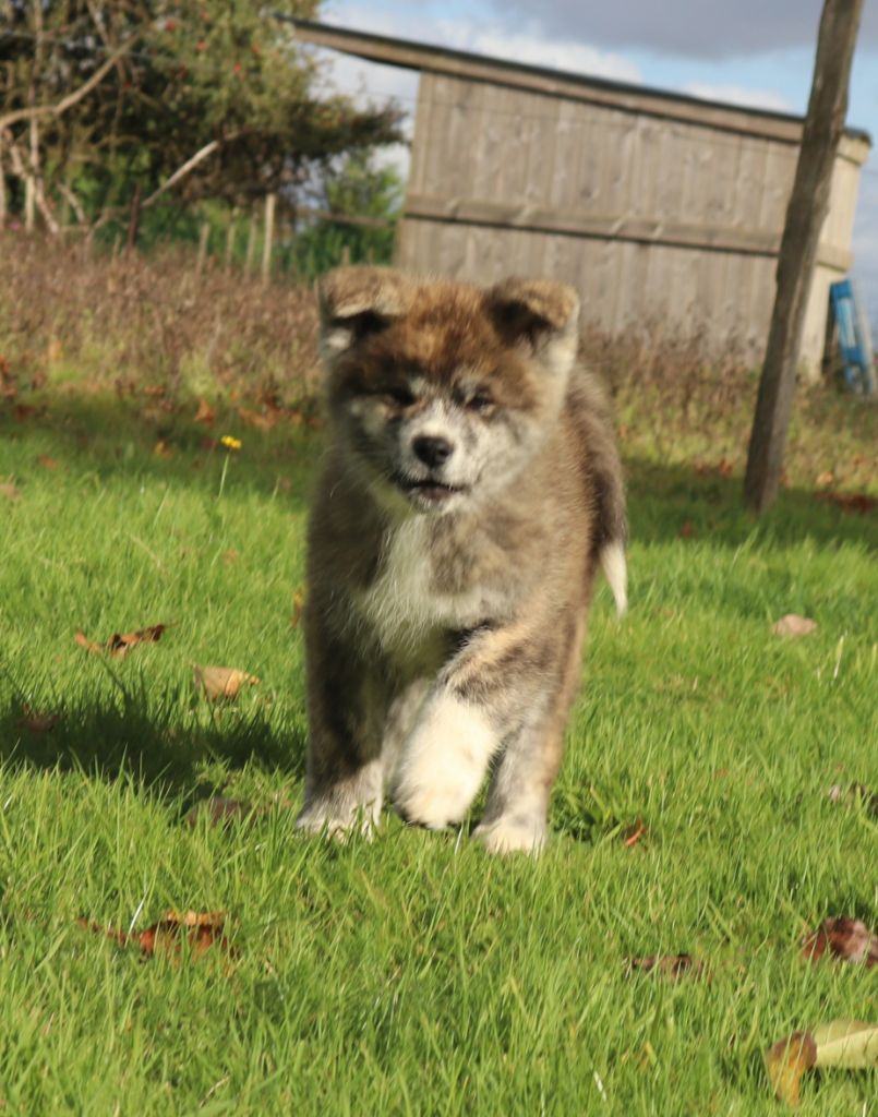 Des Fideles Akita Ken - Chiots disponibles - Akita