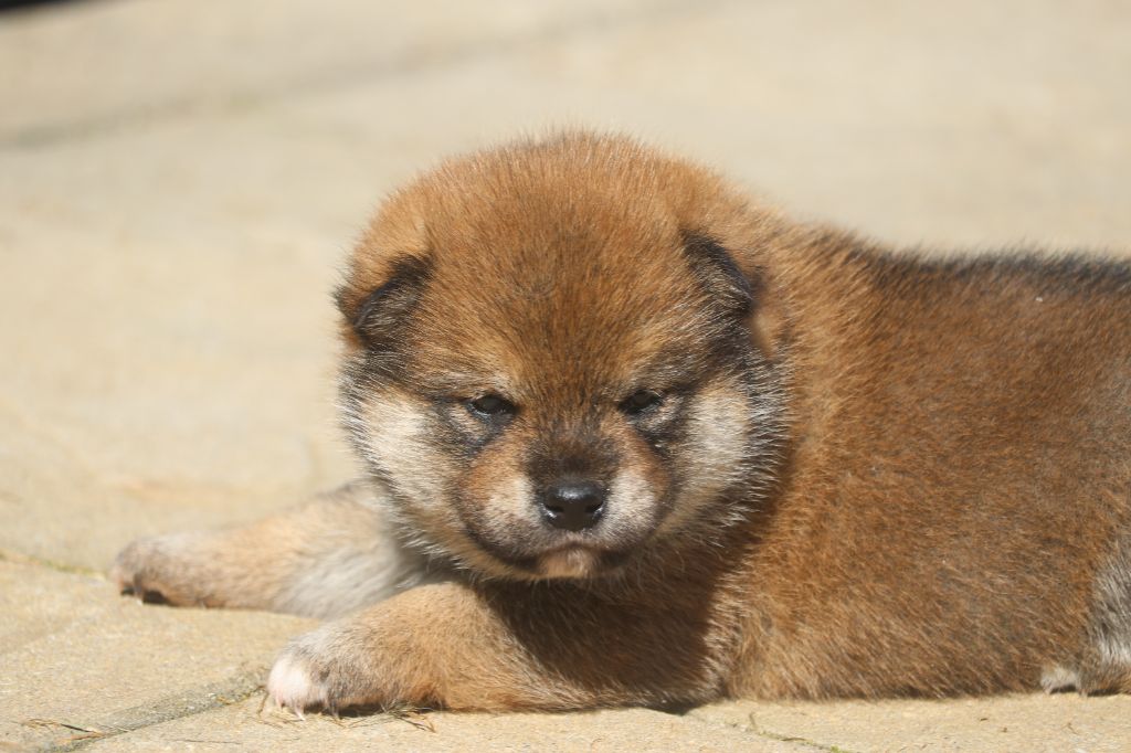 Des Fideles Akita Ken - Shiba - Portée née le 11/08/2023