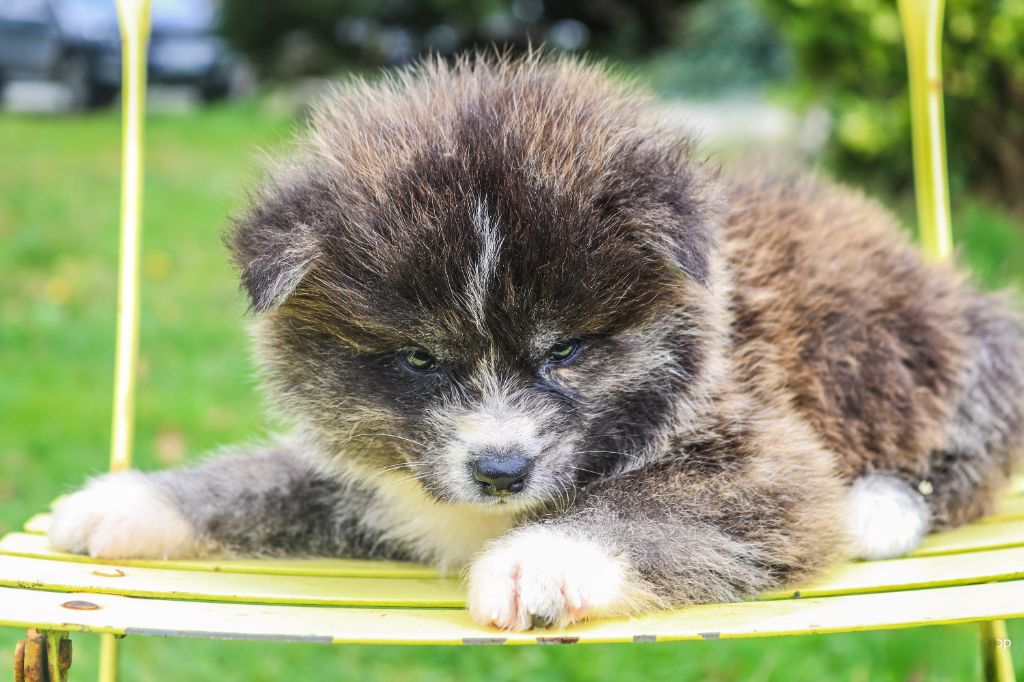 Des Fideles Akita Ken - Chiots disponibles - Akita