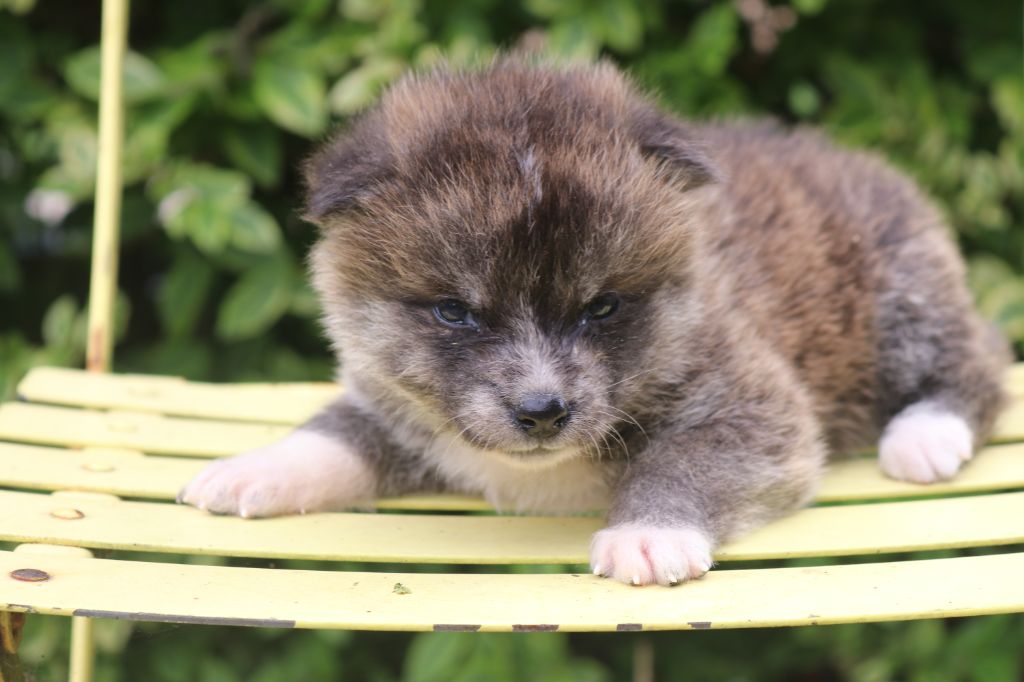 Des Fideles Akita Ken - Chiots disponibles - Akita