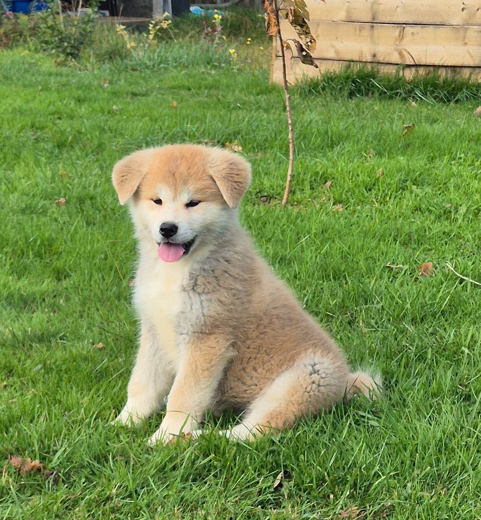 Des Fideles Akita Ken - Chiots disponibles - Akita