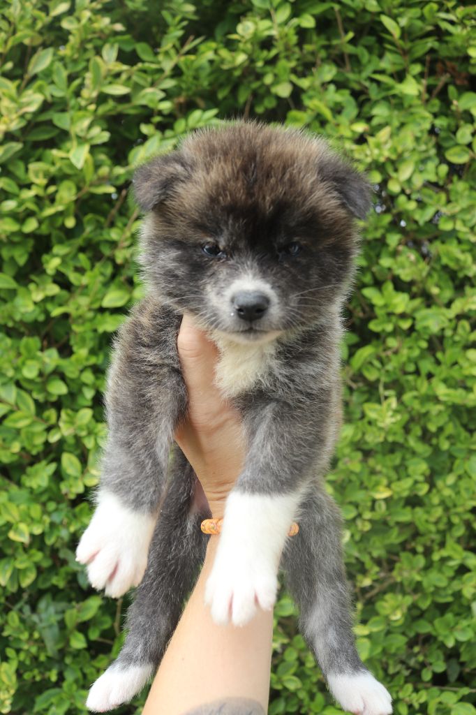 Des Fideles Akita Ken - Chiots disponibles - Akita